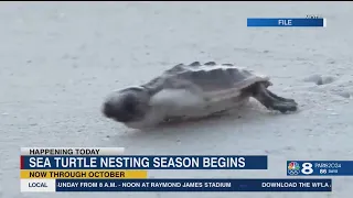 The start of sea turtle nesting season in Pinellas County