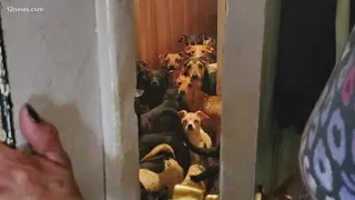 90 dogs found in 700 sq. foot apartment in Casa Grande