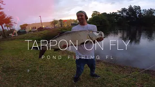 Fly Fishing Florida for BIG pond Tarpon