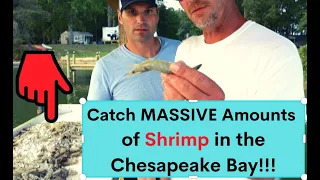 How to Catch MASSIVE Amounts of Shrimp in the Chesapeake Bay!!! (Plus the SECRET to Shrimp Bait!)