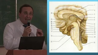 Ствол мозга, черепно-мозговые нервы, функция и симптомы поражения. Лекция.