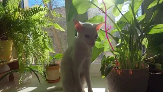 Ориентальный кот Лёша на солнечном подоконнике
