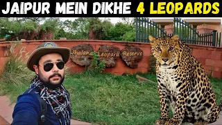 Spotted 4 leopards in the middle of Jaipur | Jhalana Leopard Safari