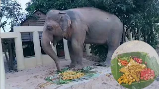 Kaavan Eating His Welcome Cake | Kaavan In Cambodia | Kavaan Elephant Update From Cambodia |