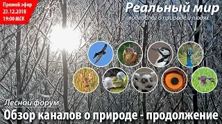 Обзор интересных каналов о природе, часть 2. Запись стрима на канале «Реальный мир» от 23.12.2018.