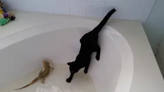 Kleiner the cat falls in the tub