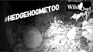 #Hedgehog Metoo