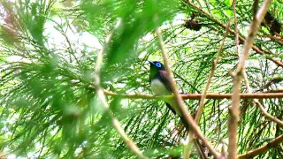 サンコウチョウの美しい囀り01 高音質【野鳥観察 鳥の鳴き声 バードウォッチング】Paradise flycatcher Calling Bird