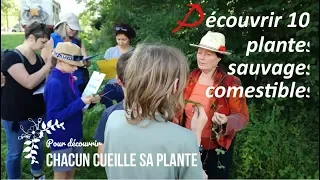 🍀 Découvrir 10 Plantes Sauvages Comestibles