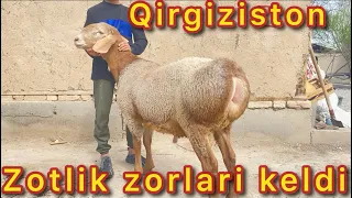 😱👍Qirgiziston BISHKEKDAN zotlik arashan avğonlardi zorlaridan keldi shoshiliglar 👍