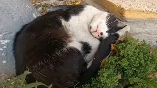 Tuxedo cat was asleep, so I surprised her with delicious food😹🍛