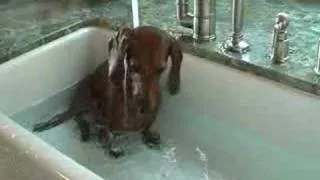 Boz takes a bath in the sink!