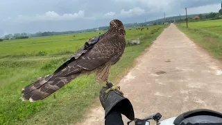 Goshawk hunting , goshawk đi săn cò trắng . Huấn luyện chim săn ( tập 2 )