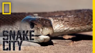 Smells Like Black Mamba | Snake City