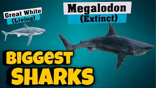 All Sharks Size Comparison In 3D | Extinct And Living Sharks 💀