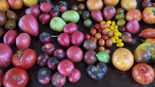 Самые урожайные и устойчивые помидоры. Часть 1