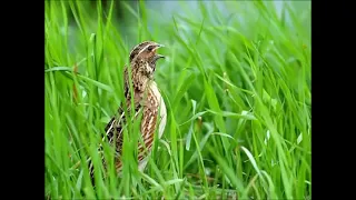 Male comon quail /HD sound /2024