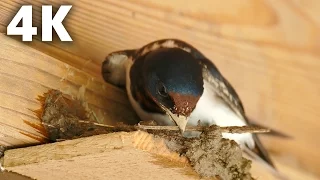 [4K] ツバメの巣作り Barn Swallow Building a Nest Ultra HD