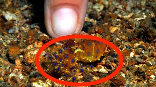 When the Blue-Ringed Octopus Attacks