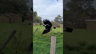 see the magpie take flight with food for their babies #australianbirds