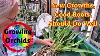 Dividing/Repotting an Oncidium Type Orchid