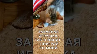 Новый проект  Игрушка так и манит поиграть