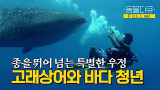 초대형 고래상어와 바다 청년 준준. 둘의 우정은 어떻게 시작된 것일까? l KBS 걸작다큐 180326 방송