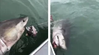 Fishermen stunned after catching Great White Shark on San Francisco Bay