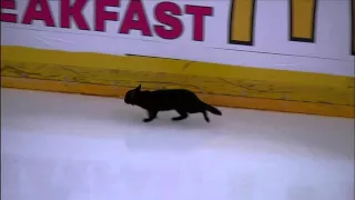 Black cat runs across ice, spells bad luck for Sharks