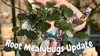 Root Mealybugs Update + New Treatment