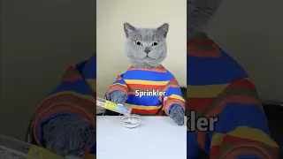 Oscar: A Good Cat Won't Waste Food!!😼👍| Funny Cat TikTok Challenge  #funnycat #catsoftiktok  #shorts