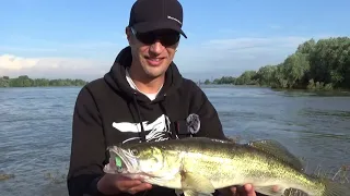 Angeln auf Zander - Angeln mit Gummifisch - Taktik und Tipps zum Zanderangeln am Rhein