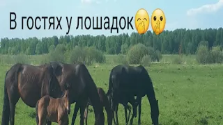 На ферме,в гости к лошадкам🤭