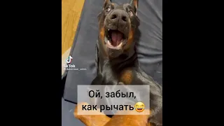 Собака забыл как рычать