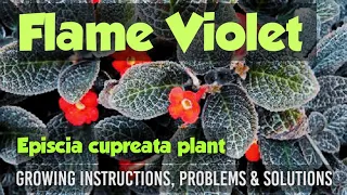 Episcia cupreata plant | Flame Violet plant |  Growing Instructions | problems and solutions