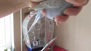 Как обрезать ногти попугаю. Стригу ногти Тоше