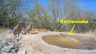 Doves Tempt Fate with Rattlesnake