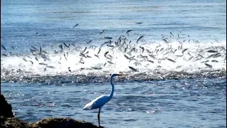 INSANE BAIT Migration Feeding Frenzy! Mullet Run Fishing Florida 2019!