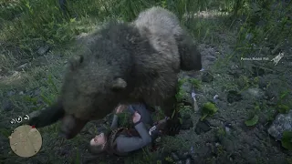 Bear induced Heart Attack