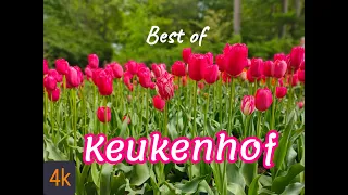 🌷Keukenhof🌷(4k) in full bloom l A fairy tail like Spring Garden | Amsterdam,The Netherlands