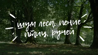 🌿Лесной ручей и пение птиц | Сон и релакс | Медитация, учеба🌿