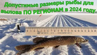 Допустимые размеры рыбы для вылова ПО РЕГИОНАМ в 2024 году  Рыболовные правила 2024  Штрафы 2024