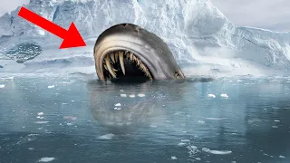 10 Most Bizarre Creatures Found In Antarctica!