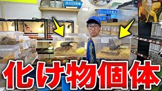 関東最大級の昆虫ショップにいる生体がガラッと変わってお祭り状態だった