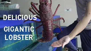 GIANT AUSTRALIAN LOBSTER ! BEST Seafood Lobster Recipes + Juicy Chicken Cooked in MUD!