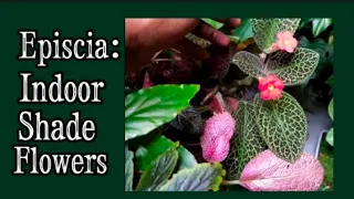 How to Grow & Cultivate  Episcia / Flame Violet : Episcia Plant Care