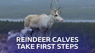 Tiny Reindeer Calves | Stormborn | BBC Scotland