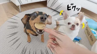 ドギボの美味しすぎるおやつで犬の顔がとんでもないことに