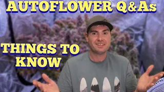 Things To Know About Autoflowers - Grow Q&As