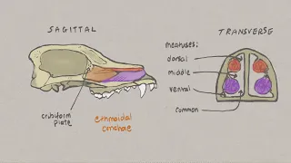 VNatomy - Canine Skull 3 - Nasal chambers, palate and mandible